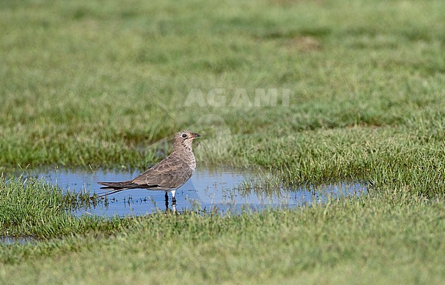 Adult Collared Pratincole (Glareola pratincola) standing in water during autumn in the Ebro delta, Spain. stock-image by Agami/Marc Guyt,