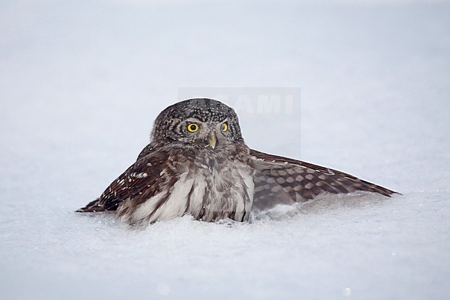 Dwerguil in de sneeuw, Eurasian Pygmy Owl in the snow stock-image by Agami/Jari Peltomäki,