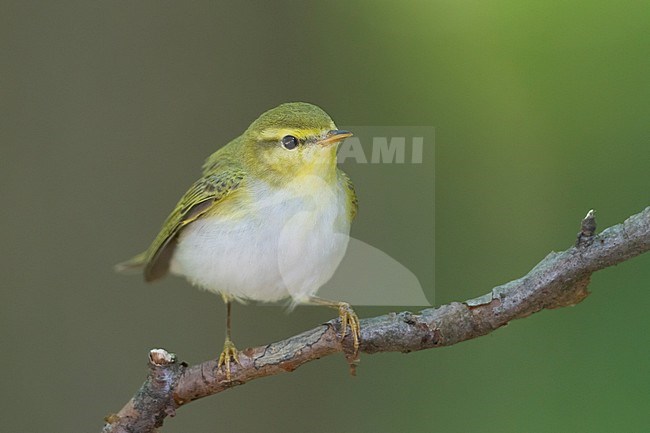 Wood Warbler - Waldlaubsänger - Phylloscopus sibilatrix, Germany stock-image by Agami/Ralph Martin,