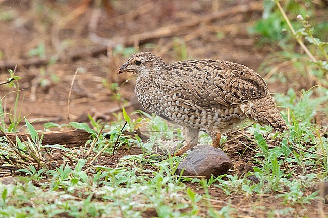 Crested Francolin (Ortygornis sephaena), immature standing on the ground, Mpumalanga, South Africa stock-image by Agami/Saverio Gatto,