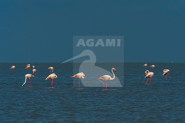 Greater flamingos, Phoenicopterus roseus, standing in a lagoon. Saintes Maries de la Mer, Carmague, Bouches du Rhone, Provence Alpes Cote d'Azur, France. stock-image by Agami/Sergio Pitamitz,