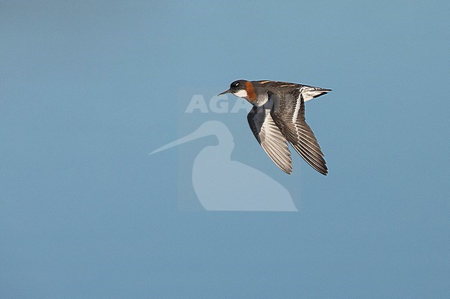Red-necked Phalarope  (Phalaropus lobatus), side view of an adult female in flight, Western Region, Iceland stock-image by Agami/Saverio Gatto,