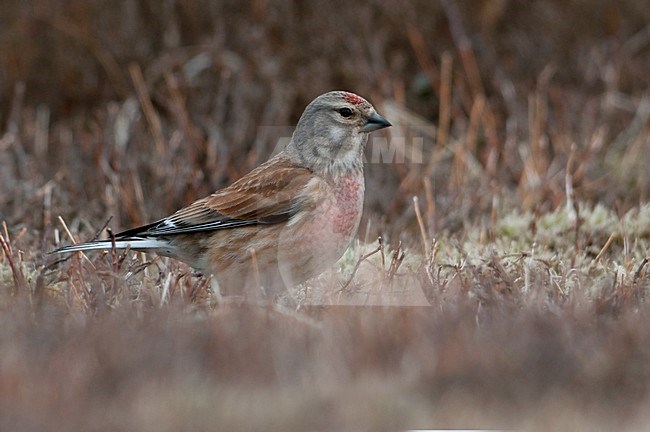 Mannetje kneu in heideterrein; Male Linnet in heath stock-image by Agami/Han Bouwmeester,