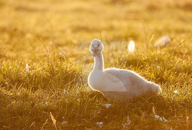 Mute Swan (Cygnus olor) chick with backlight at the Groene Jonker near Nieuwkoop in the Netherlands. stock-image by Agami/Marc Guyt,