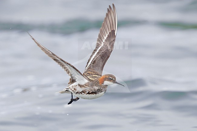 Red-necked Phalarope (Phalaropus lobatus), front view of an adult male in flight, Northeastern Region, Iceland stock-image by Agami/Saverio Gatto,