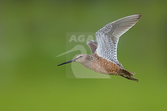 Adult breeding
Galveston Co., TX
April 2023 stock-image by Agami/Brian E Small,