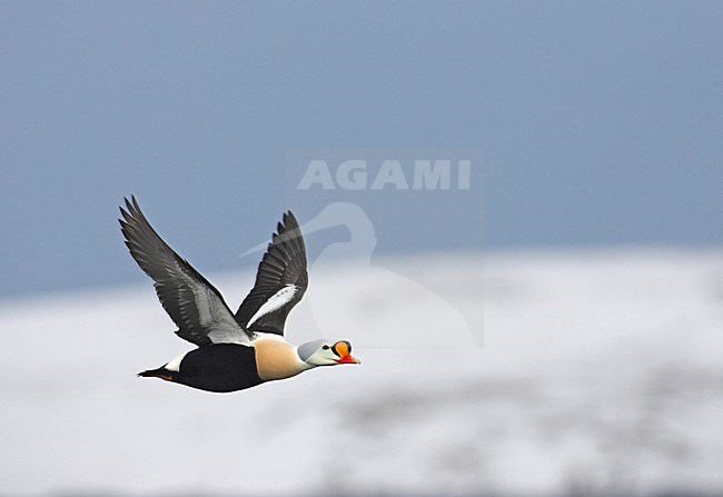 King Eider adult male flying; Koningseider volwassen man vliegend stock-image by Agami/Markus Varesvuo,