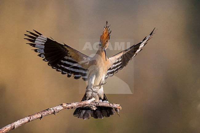 Hop landend op tak; Eurasian Hoopoe landing on a branch stock-image by Agami/Daniele Occhiato,