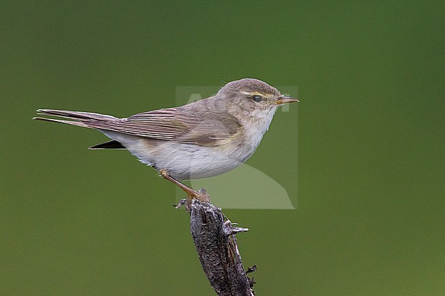 Fitis; Willow Warbler; Phylloscopus trochilus ssp acredula stock-image by Agami/Daniele Occhiato,