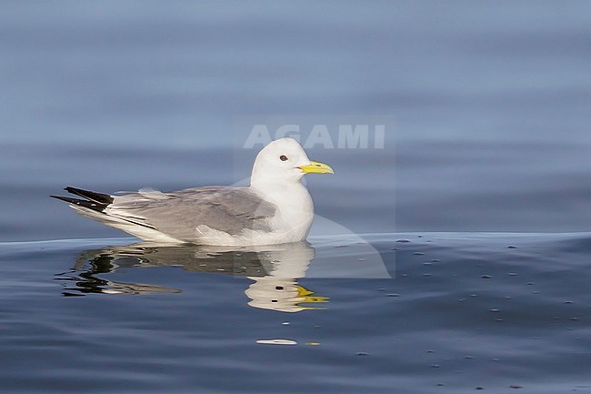 Black-legged Kittiwake (Rissa tridactyla) feeding in the ocean near Nome, Alaska. stock-image by Agami/Glenn Bartley,