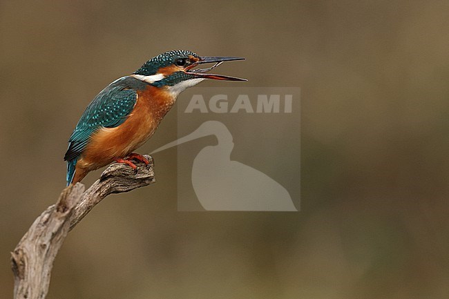 Juvenile or female Common Kingfischer (Alcedo atthis) perching on a branch swallowing or gulping a small fish stock-image by Agami/Mathias Putze,