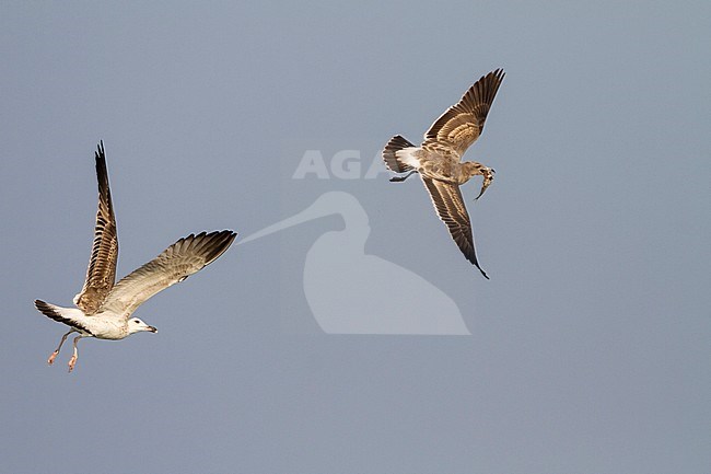 Sooty Gull - Hemprichmöwe - Larus hemprichii, Oman, 1st cy (right bird) stock-image by Agami/Ralph Martin,