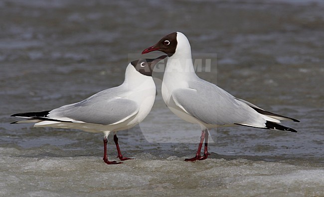 Kokmeeuw op ijs, Black-headed Gull peched on ice stock-image by Agami/Markus Varesvuo,