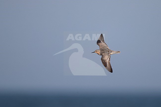 Adult Red Knot (Calidris canutus) in flight during migration at Blåvandshuk, Denmark stock-image by Agami/Helge Sorensen,