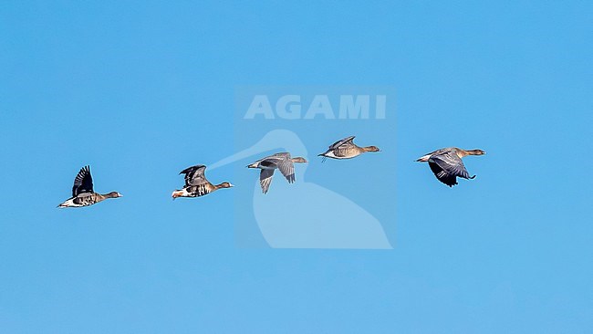 Two adult Great White-fronted Geese (Anser albifrons on left) with 3 adults Pink-footed Geese ( Anser brachyrhynchus ) flying over Damme's polders, West Flanders, Belgium. stock-image by Agami/Vincent Legrand,