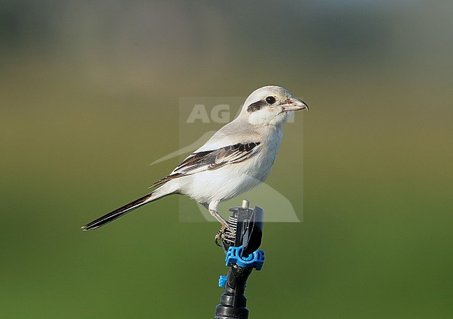 First-winter Steppe Grey Shrike (Lanius pallidirostris) during late november at Barqa in Oman. Perched on sprinkler, seen from the side. stock-image by Agami/Aurélien Audevard,