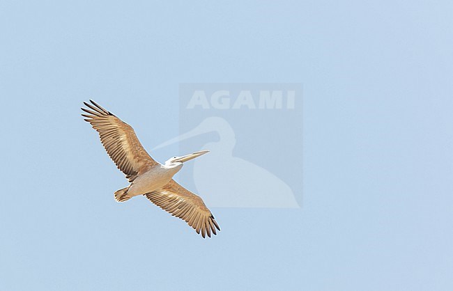 Pink-backed pelican (Pelecanus rufescens) in Uganda. Bird in flight. stock-image by Agami/Dani Lopez-Velasco,