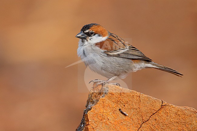 Iago Sparrow, Male, Santiago, Cape Verde (Passer iagoensis) stock-image by Agami/Saverio Gatto,