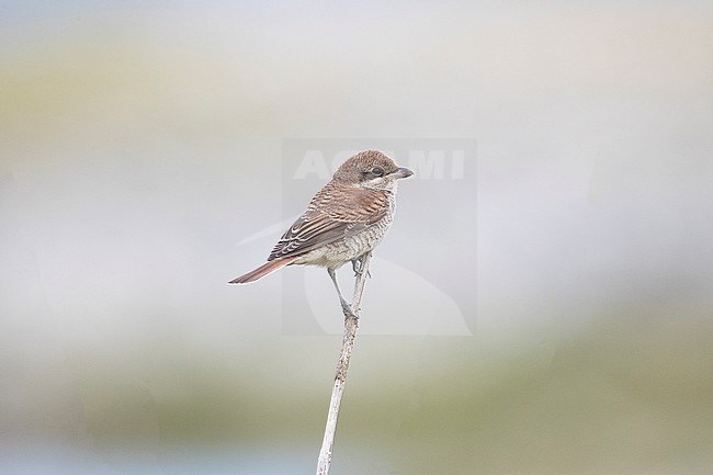 Grauwe Klauwier, Red-backed Shrike, Lanius collurio stock-image by Agami/Hugh Harrop,