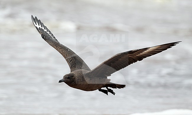 First-winter dark phase Great Skua (Stercorarius skua) flying low over the beach with both wings raised at Lagoset, Halland, Sweden. stock-image by Agami/Helge Sorensen,