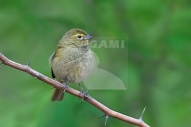 Adult female
Nuevo Leon, Mexico
May 2022 stock-image by Agami/Brian E Small,