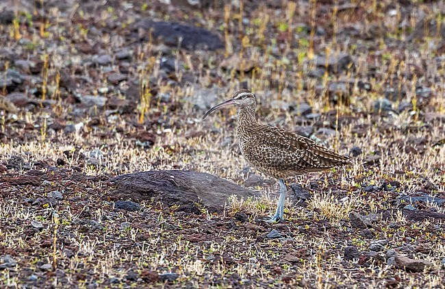 Adult Hudsonian Whimbrel sitting in the quarry of Cabo da Praia, Terceira, Azores. July 2012. stock-image by Agami/Vincent Legrand,