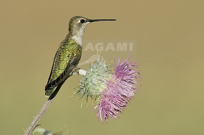 Adult female
Cochise Co., AZ
April 2005 stock-image by Agami/Brian E Small,