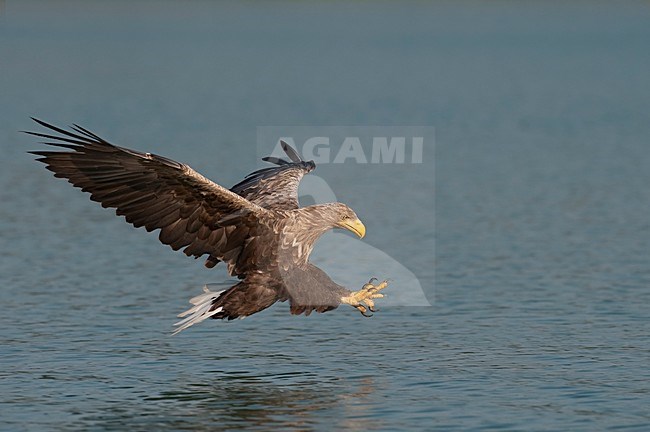 Jagende volwassen Zeearend; Hunting adult White-tailed Eagle stock-image by Agami/Han Bouwmeester,