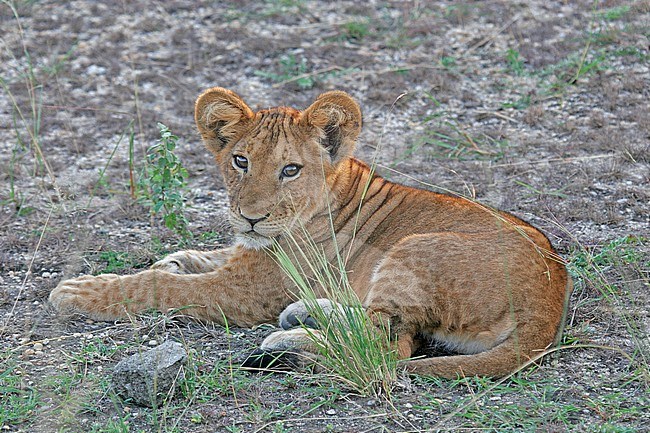 Lion (Panthera Leo), perched in Tanzania stock-image by Agami/Pete Morris,