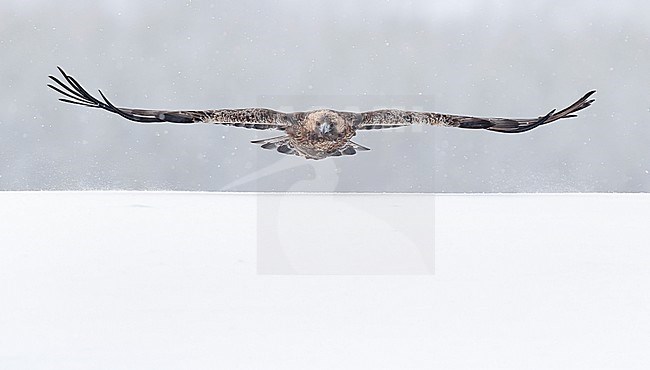 Adult Golden Eagle (Aquila chrysaetos) wintering in taiga forest near Kuusamo in northern Finland. stock-image by Agami/Markus Varesvuo,