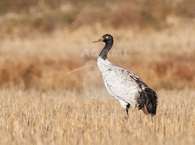 Wintering Black-necked Crane (Grus nigricollis), standing in a agricultural field in the Himalayas. stock-image by Agami/Marc Guyt,
