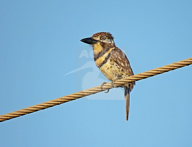 Two-banded puffbird (Hypnelus bicinctus) perched on a wire against a blue sky stock-image by Agami/Pete Morris,