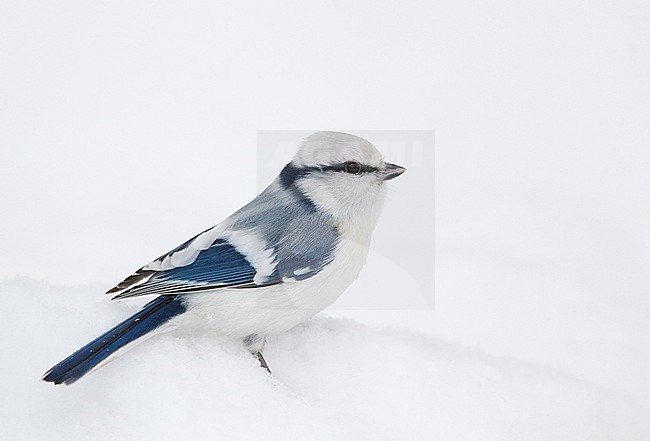 Azuurmees in de sneeuw, Azure Tit in the snow stock-image by Agami/Markus Varesvuo,