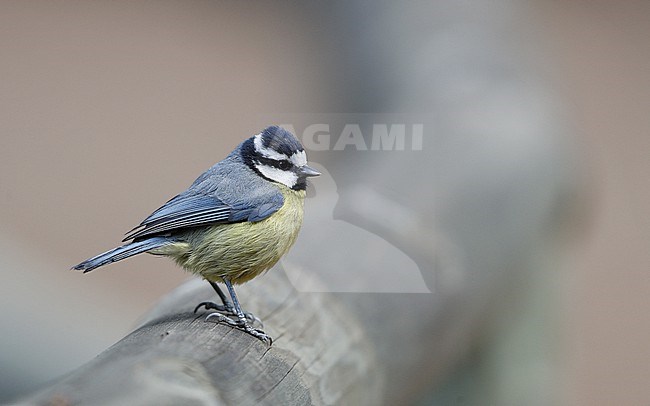 African Blue Tit (Cyanistes teneriffae teneriffae) in Tenerife, Canary Islands stock-image by Agami/Helge Sorensen,