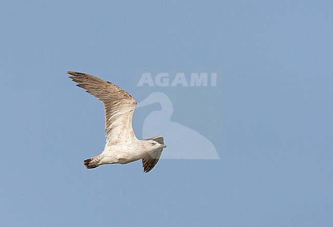 First-winter Armenian Gull (Larus armenicus) in flight over North Beach, Eilat, Israel. First-winter moulting into first summer. stock-image by Agami/Marc Guyt,