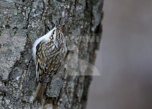 Taigaboomkruiper, Eurasian Treecreeper, Certhia familiaris stock-image by Agami/Markus Varesvuo,