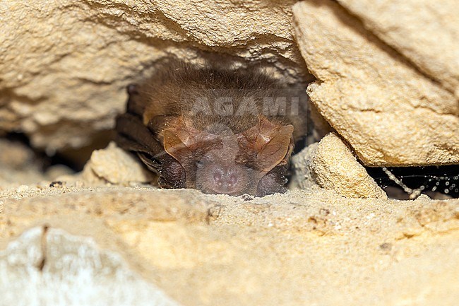 Brown long-eared Bat aka Common long-eared Bat (Plecotus auritus) sitting in a cave in Mont Saint Pierre, Liège, Belgium. stock-image by Agami/Vincent Legrand,
