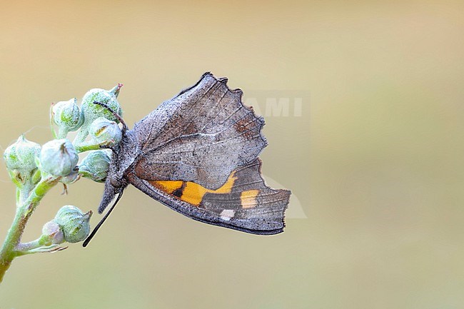 Nettle-tree Butterfly, Libythea celtis stock-image by Agami/Wil Leurs,