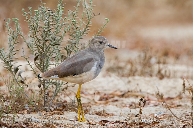 Pavoncella codabianca; White-tailed Plover; Vanellus lucurus stock-image by Agami/Daniele Occhiato,