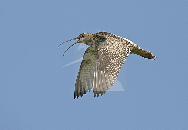 Eurasian Curlew flying; Wulp vliegend stock-image by Agami/Jari Peltomäki,