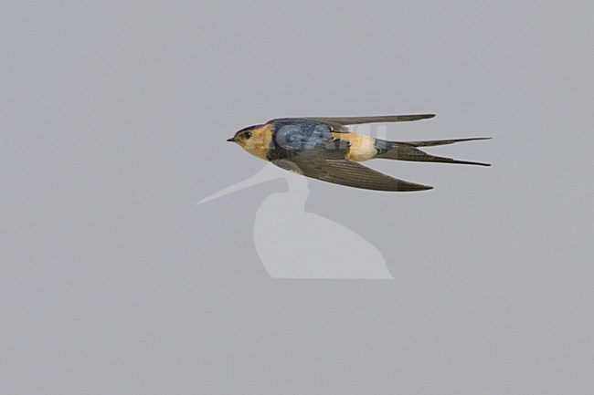 Roodstuitzwaluw volwassen vliegend; Red-rumped Swallow adult flying stock-image by Agami/Daniele Occhiato,