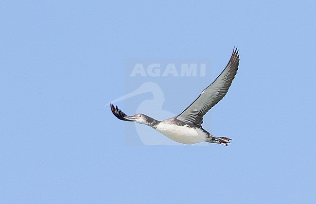 Adult Common Loon (Gavia immer) in winter plumage in flight against the sky as background. stock-image by Agami/Brian Sullivan,