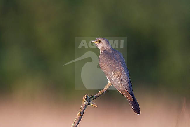 Adult female Common Cuckoo ( Cuculus canorus) perched on a stick in a meadow at North Zealand, Denmark stock-image by Agami/Helge Sorensen,