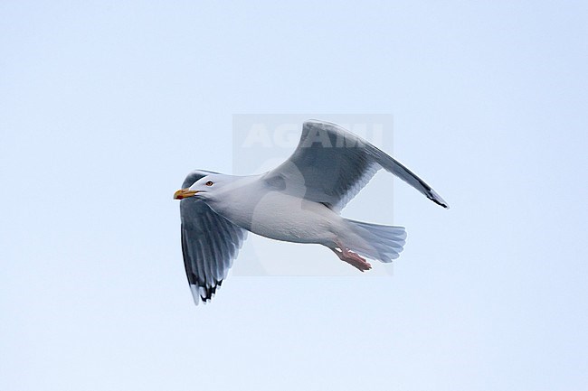 A seagull in flight. Svolvaer, Lofoten Islands, Nordland, Norway. stock-image by Agami/Sergio Pitamitz,