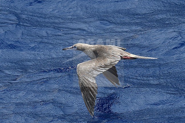 Red-footed Booby (Sula sula) in flight over the mid-atlantic ocean. stock-image by Agami/Laurens Steijn,