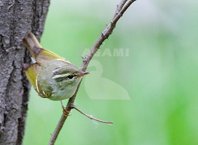 Claudia's Leaf Warbler (Phylloscopus claudiae) during migration on Happy Island, China. Also known as Seicercus claudiae. stock-image by Agami/Marc Guyt,