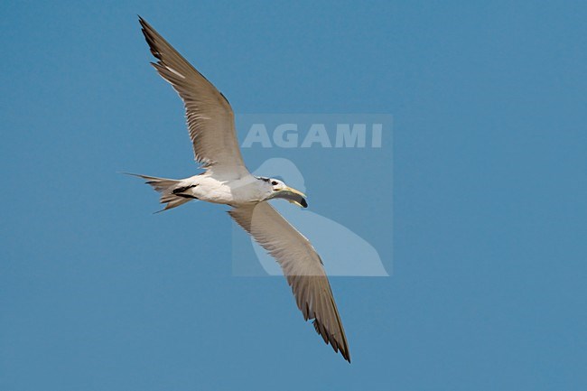 Grote Kuifstern in vlucht; Swift Tern in flight stock-image by Agami/Daniele Occhiato,