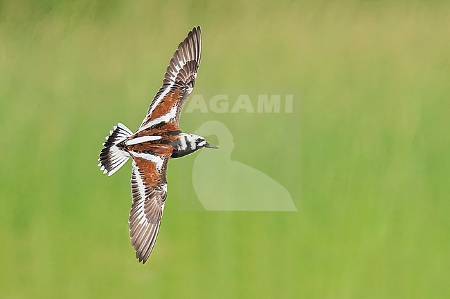 Adult male breeding
Galveston Co., TX
May 2023 stock-image by Agami/Brian E Small,